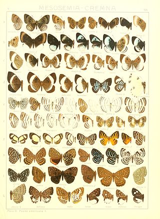 <i>Leucochimona</i> Genus of butterflies