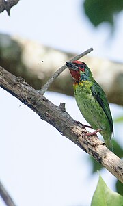 Vignette pour Barbu de Malabar