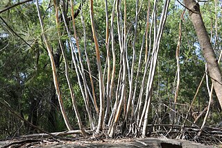 <i>Eucalyptus multicaulis</i>