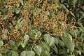 Mallotus tetracoccus fruiting branches DSC1609.jpg