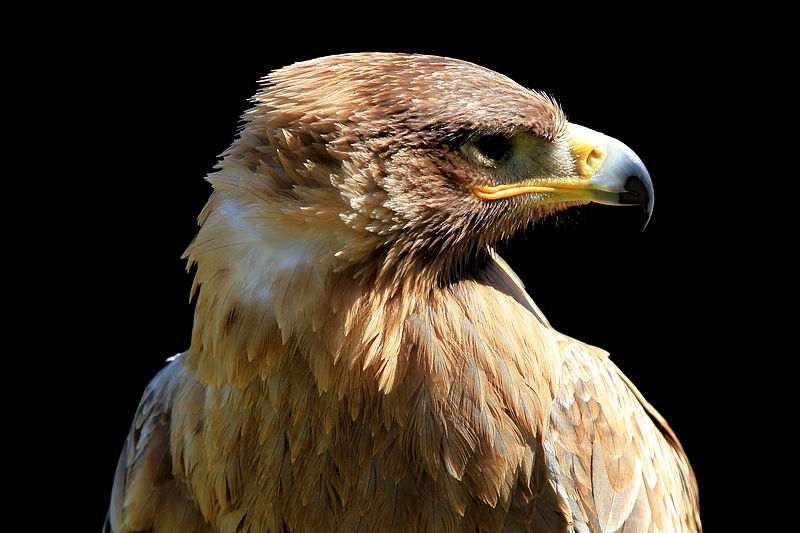 File:Malta - Siggiewi - Triq l-Imqabba - Falconry - Aquila rapax 03 ies.jpg