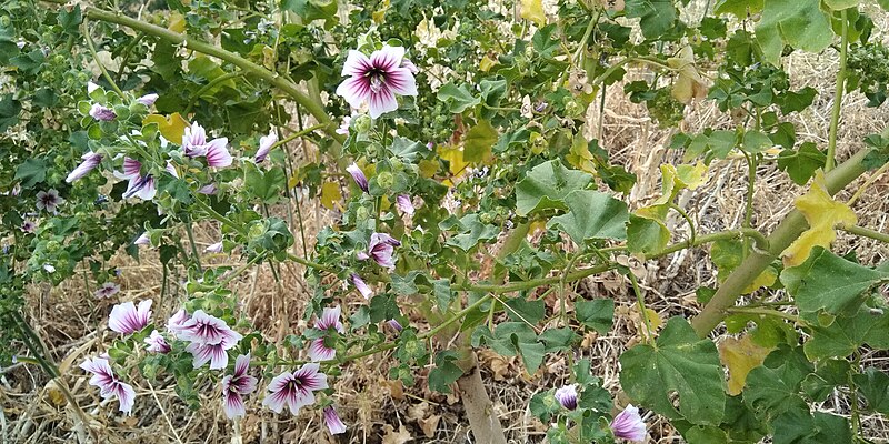 File:Malva arborea à Monemvasia 02.jpg