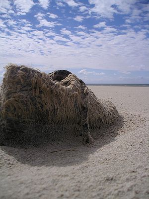 Abandoned shoe in Wadden Sea, Denmark