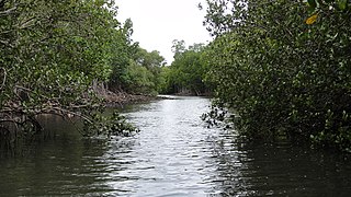 Mangrove sur les côtés du Creek Salé