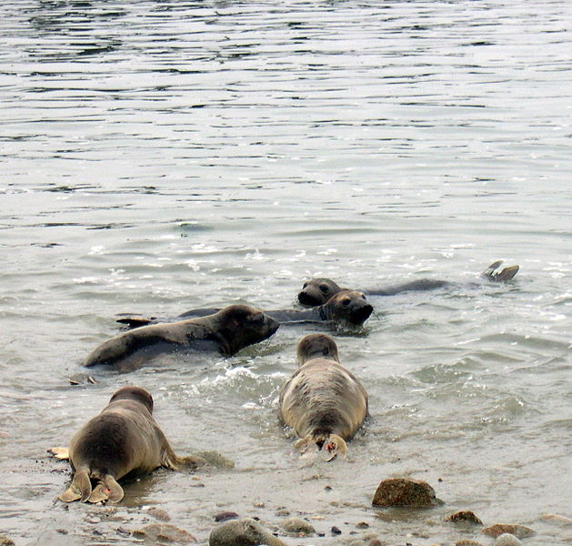 File:Marine Mammal Center release.jpg