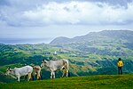 Thumbnail for File:Marlboro Hills, Batanes.jpg