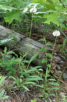 Marshallia obovataPCCA20060525-3921A.jpg