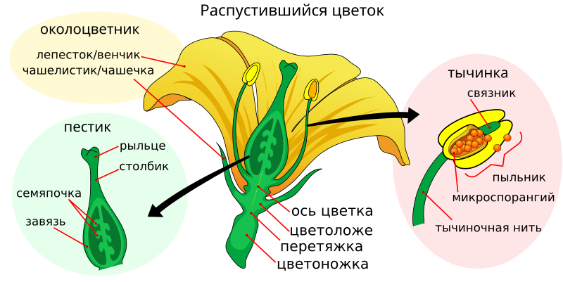 Вегетативные и генеративные органы растения, их особенности и функции