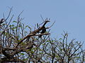 Senegaldrongoschnäpper Northern Black Flycatcher