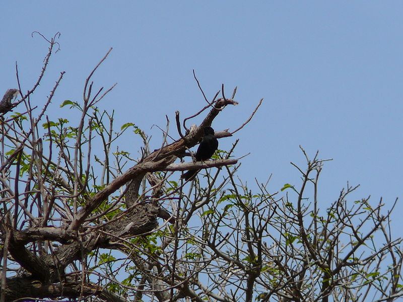 File:Melaenornis edolioides 0005.jpg