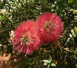 Melaleuca elliptica ies.jpg