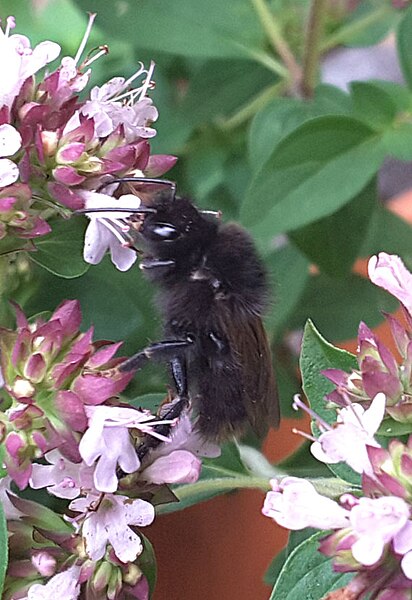 File:Melanistic garden bumblebee on oregano 1.jpg