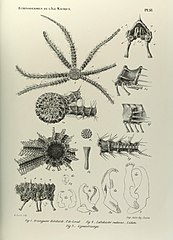 File:Memoires de la Société de physique et d'histoire naturelle de Genève BHL36190104.jpg (Category:Labidiaster)