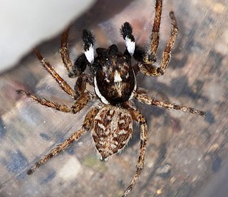 <i>Menemerus pulcher</i> Species of spider