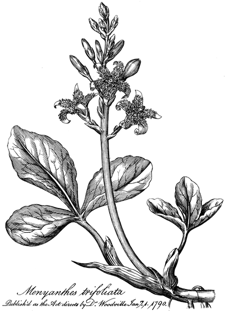Menyanthes trifoliata. Published as the Act directs by Dr Woodville Janry. 1. 1790.
