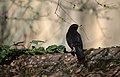 * Nomination Merle noir (Turdus merula). --Musicaline 05:47, 11 October 2021 (UTC) * Promotion  Support Good quality. --F. Riedelio 06:30, 18 October 2021 (UTC)