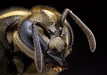 Mexican Honey Wasp.jpg