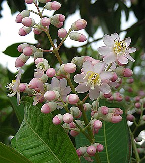 <i>Miconia theaezans</i> Species of tree