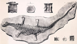 <i>Microcleidus</i> genus of reptiles (fossil)