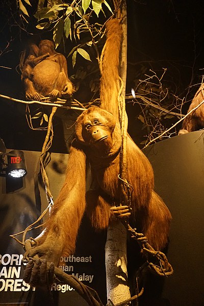 File:Milwaukee Public Museum January 2023 37 (Asia--Orangutan).jpg