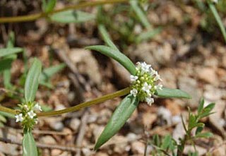 <i>Mitracarpus polycladus</i> Species of plant