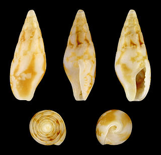 <i>Mitrella scripta</i> Species of gastropod