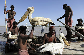 Mohana fishermen hunters use lures from real birds to catch more birds