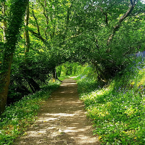 File:Monduli Forest.jpg