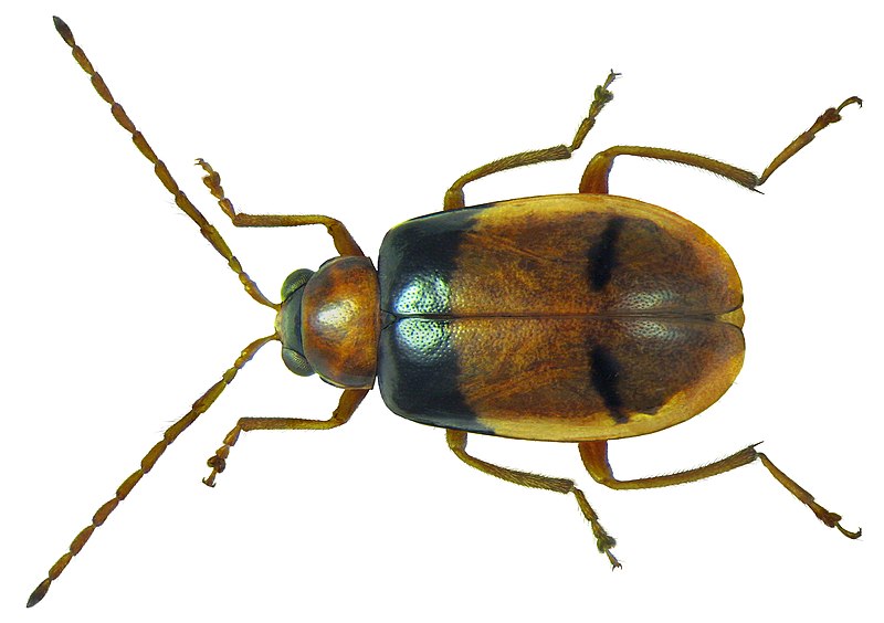 File:Monolepta vincta Gerstaecker, 1871.jpg