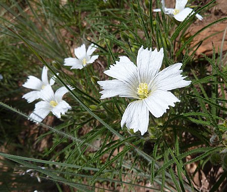 Monsonia attenuata