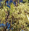 Moringa ovalifolia15.jpg