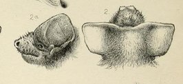 Mormopterus jugularis