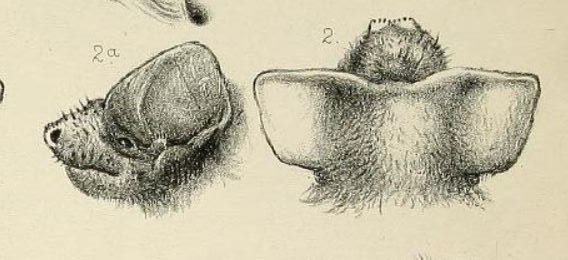 The average adult weight of a Peters's wrinkle-lipped bat is 11 grams (0.02 lbs)