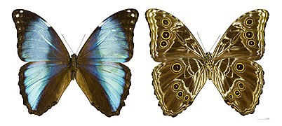 Morpho deidamia (Deidamia Morpho), mounted specimen, male