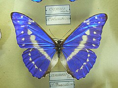 塞浦路斯闪蝶 Morpho cypris