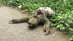 Mother and baby sloth crossing the road.jpg