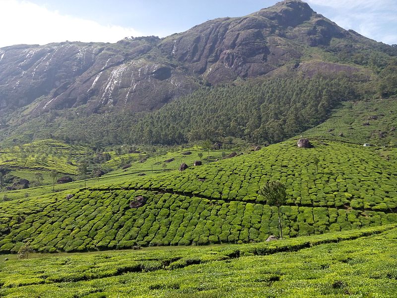 File:Munnar tea estate in kerala.jpg