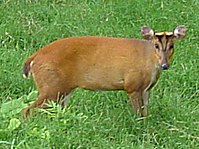 Muntjac deer Muntjac deer.JPG