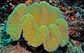 Mushroom Leather Coral (Sarcophyton sp.) (8472773481).jpg