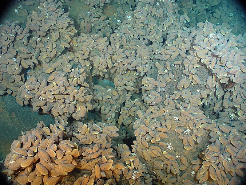File:Mussels, Champagne vent, Eifuku volcano (expl0069 5015492174).jpg