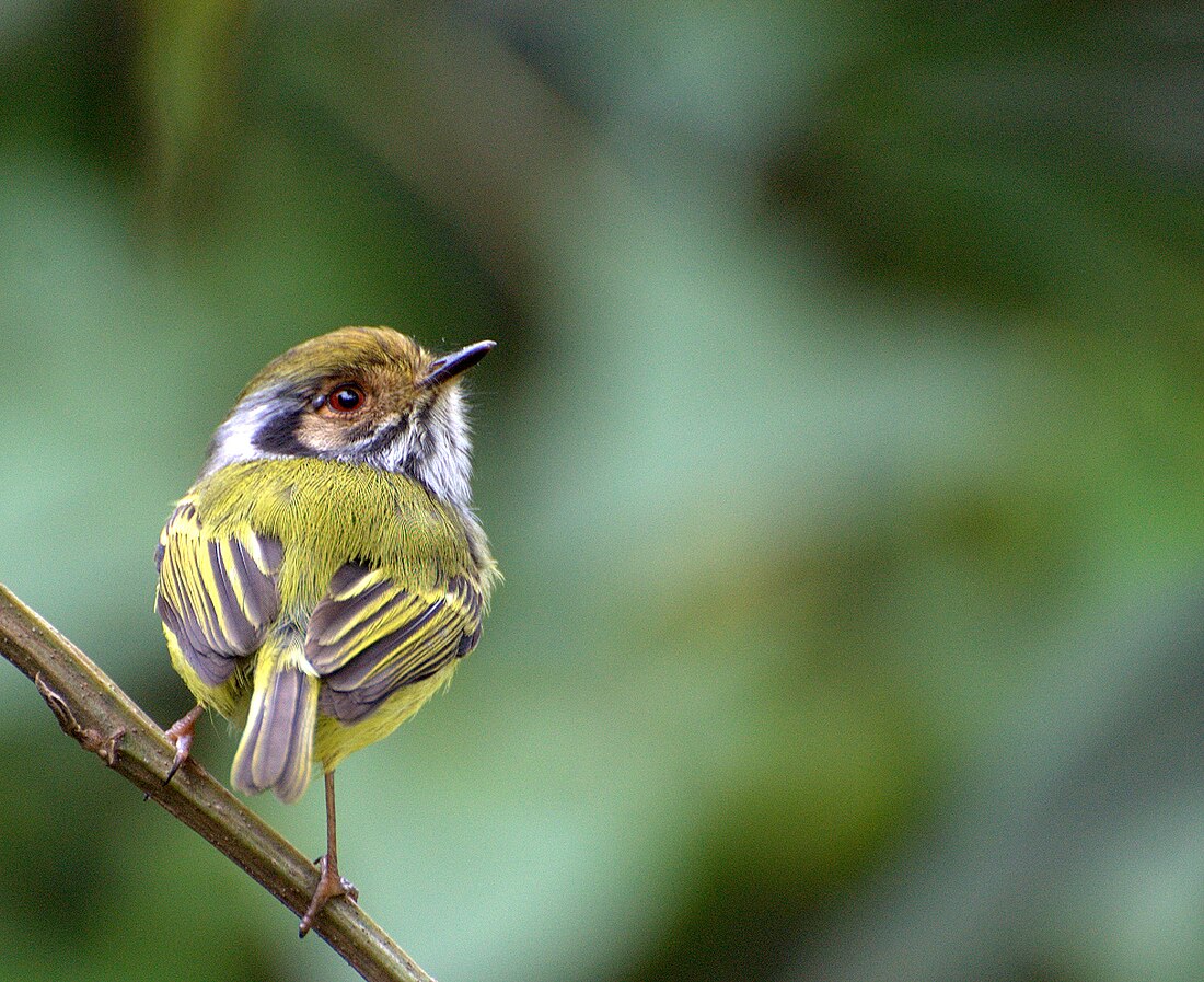 File:Myiornis auricularis.jpg