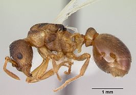 Myrmica quebecensis