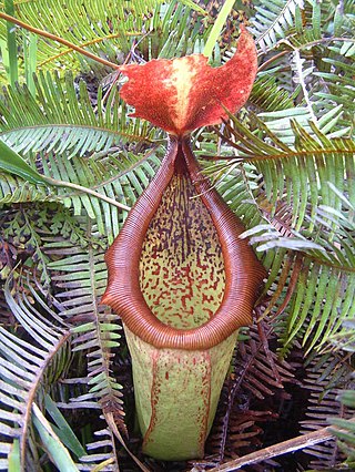 <i>Nepenthes insignis</i> Species of pitcher plant from New Guinea