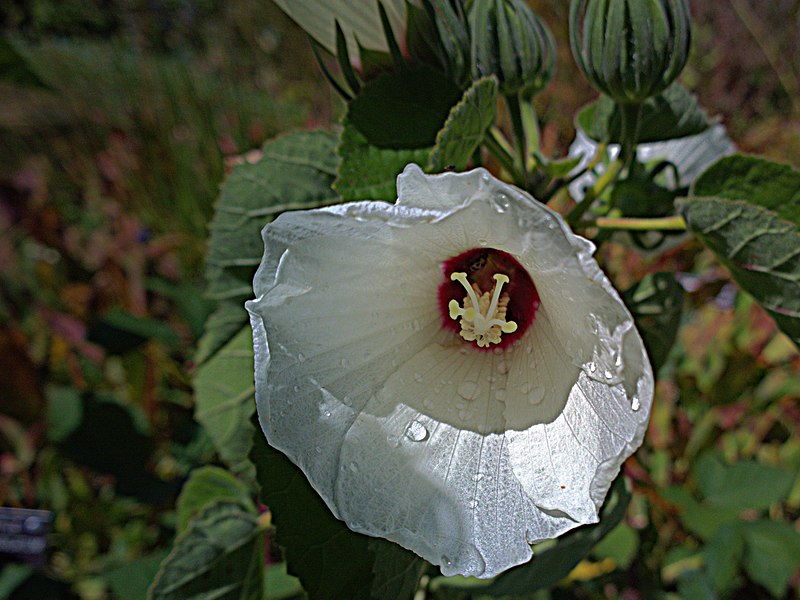 File:N20140915-0008—Hibiscus lasiocarpos var occidentalis—RPBG (15066926987).jpg