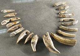 Aurignacien-Halskette aus Tierzähnen, Mladec, Tschechische Republik