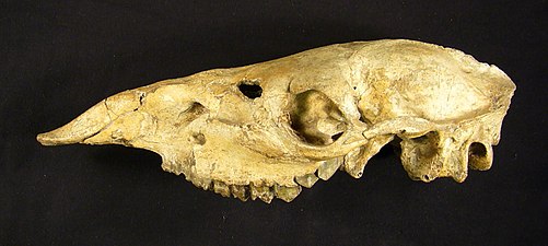Procamelus skull