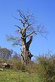 Impressionen vom Naturschutzgebiet Basaltblockmeer am Buchschirmküppel,