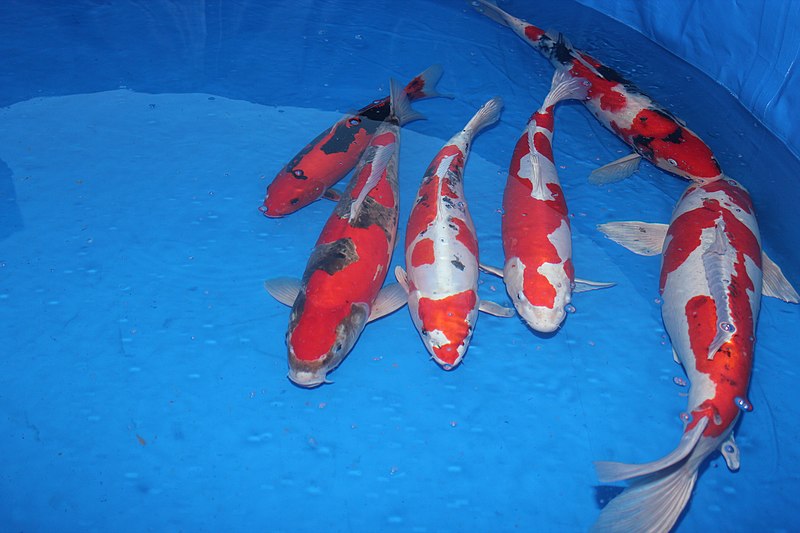 File:Nagaoka Koi Show 07.jpg