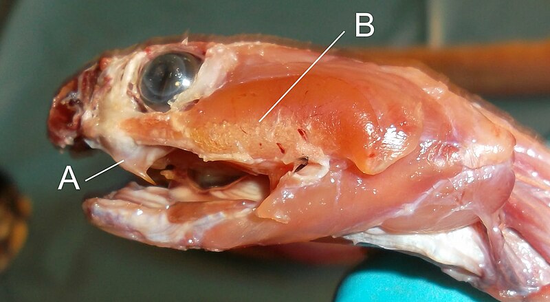 File:Naja melanoleuca head dissection A- fang B - venom gland.jpg