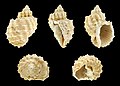 * Nomination Shell of a Pliocene gastropod, Narona hirta --Llez 19:32, 29 September 2017 (UTC) * Promotion Very good quality. -- Ikan Kekek 03:28, 30 September 2017 (UTC)